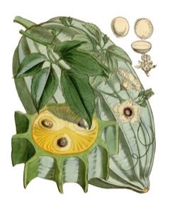 Telfairia occidentalis Fluted Gourd Telfairia occidentalis Fluted Gourd